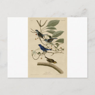 74_Indigo_Bird.jpg Vykort