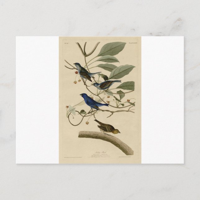 74_Indigo_Bird.jpg Vykort (Framsida)