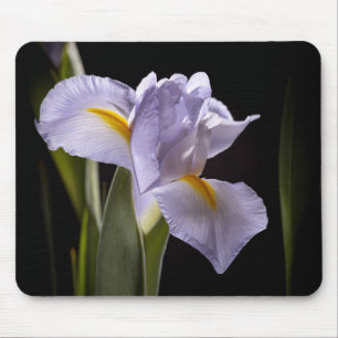7659-2-Lila Iris Musmatta