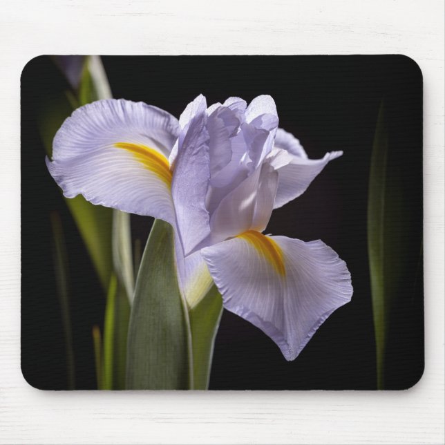 7659-2-Lila Iris Musmatta (Framsidan)