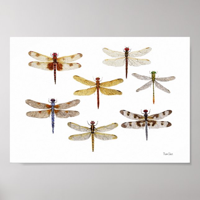 7 Art Dragonflies Poster (Framsidan)
