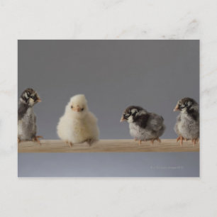 7 Baby Pet Chickens på Perch Vykort