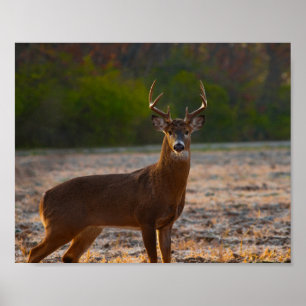 7 punkter Buck Poster