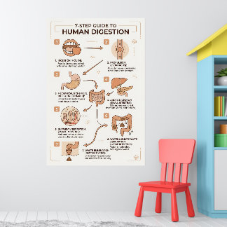 7-stegs guide till den mänskliga matsmältningsproc poster