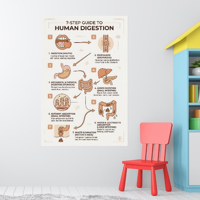 7-stegs guide till den mänskliga matsmältningsproc poster (Barnkammare 1)