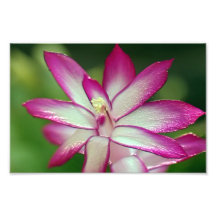 7 tum x 5 tum, Kodak Professionell Photo Papper (s