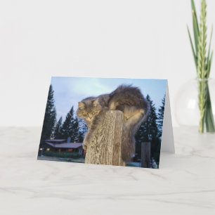 7-tums x5-mappat kort    Katletiskt katt