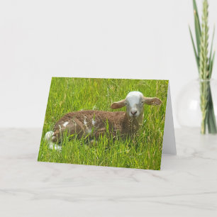 7"x5"-mappat kort Lambiscout