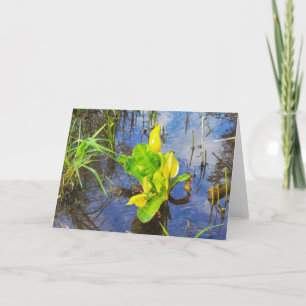 7"x5"-mappat kort Skunkkål