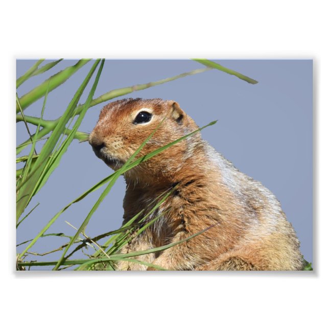 7 x 5 Kodak Professionell Foto Pappert (satan) (Framsidan)