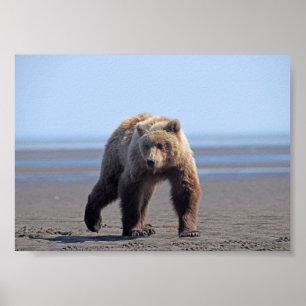 7x5 Poster Papprare (projektionsyta) av grizzlybj
