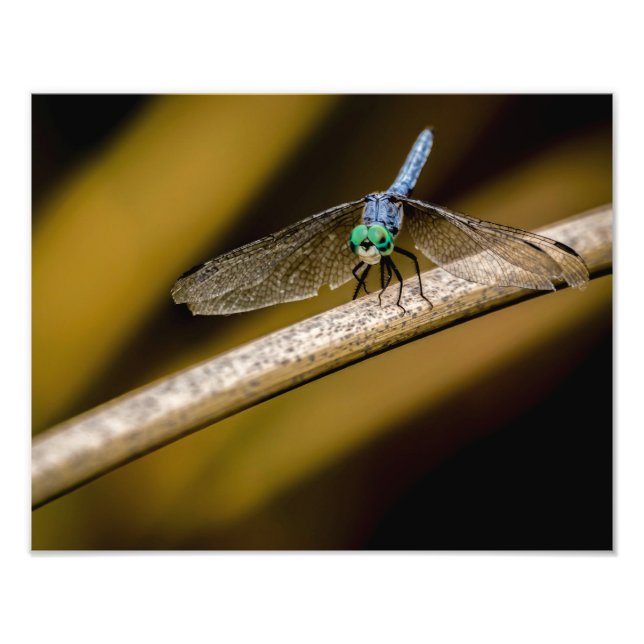 8379-2-Blue Dragonfly Fototryck (Framsidan)