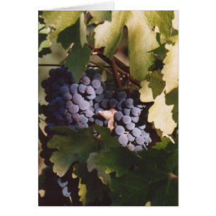 85. Sunlit Grapes, Sonoma County, CA Hälsningskort