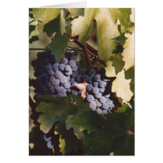 85. Sunlit Grapes, Sonoma County, CA Hälsningskort