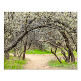 8602-Craggy Träd med Walking Väg Fototryck