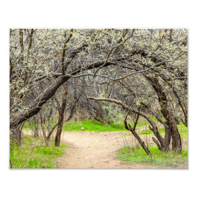 8602-Craggy Träd med Walking Väg Fototryck (Framsidan)