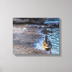 8801-Female Mallard Anka Walking on Shore Canvastryck