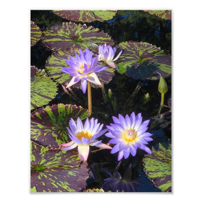 8,5-tums x11-tums Vatten Lilies Fototryck (Framsidan)