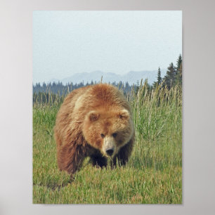 8,5x11 Poster Papprare (projektionsyta) av grizzly