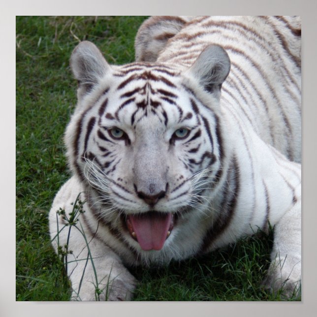 8.5x8.5 Poster/skriv ut mall Poster (Framsidan)