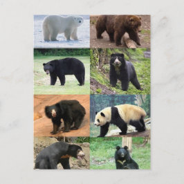 8 Bears of World Vykort
