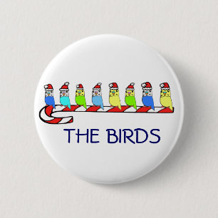 8 Budgies Knapp
