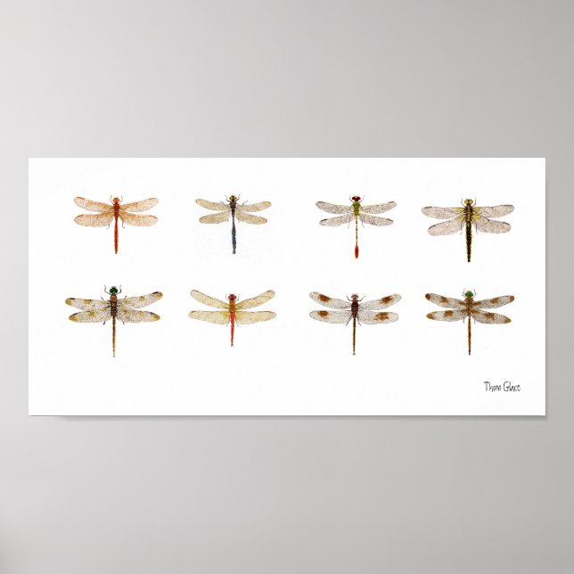 8 Dragonfly Poster (Framsidan)