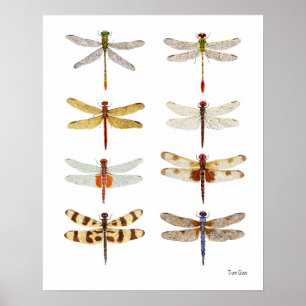 8 Dragonfly Watercolor Studier Poster
