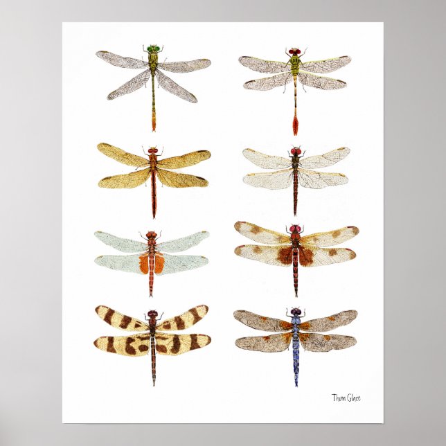 8 Dragonfly Watercolor Studier Poster (Framsidan)
