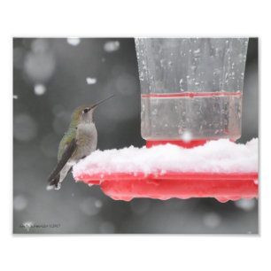 8 X10 Anna Hummingbird i Snö Fototryck