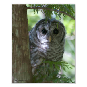 8 X10 Baby-barred Owlet Fototryck