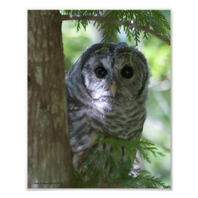 8 X10 Baby-barred Owlet Fototryck (Framsidan)