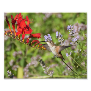 8 X10 Hummingbird Älskare Delight Fototryck