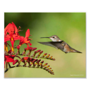 8 X10 Hummingbird Älskare Delight Fototryck