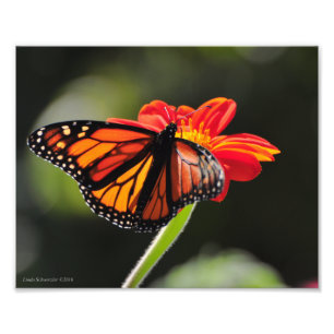 8 X10 Monarch-fjäril Fototryck