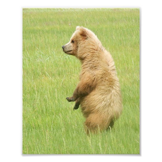 8 x 10 Atinfoto av grizzlybjörn unge Fototryck (Framsidan)