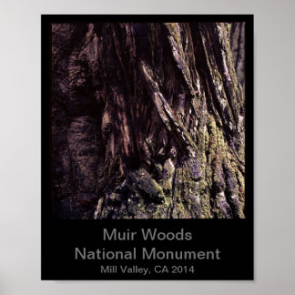 8 x 10 - Muir Skogen nationalmonument Färg (Mörk) Poster