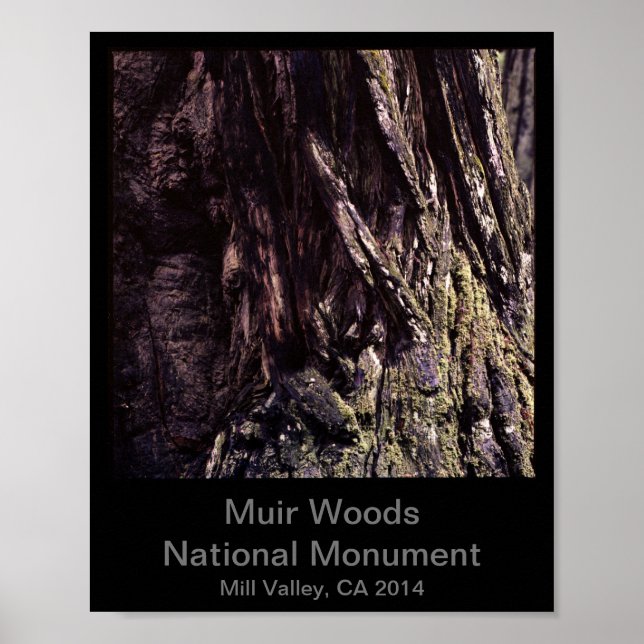 8 x 10 - Muir Skogen nationalmonument Färg (Mörk) Poster (Framsidan)