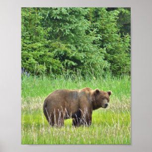 8 x 10 Poster Papper (projektionsyta) med stötbjör