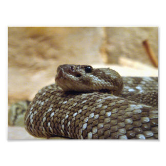 8 x 10 Rattlesnake Fototryck
