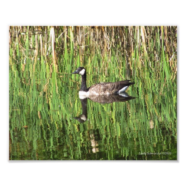 8X10 Canadian Goose Reflection Fototryck (Framsidan)