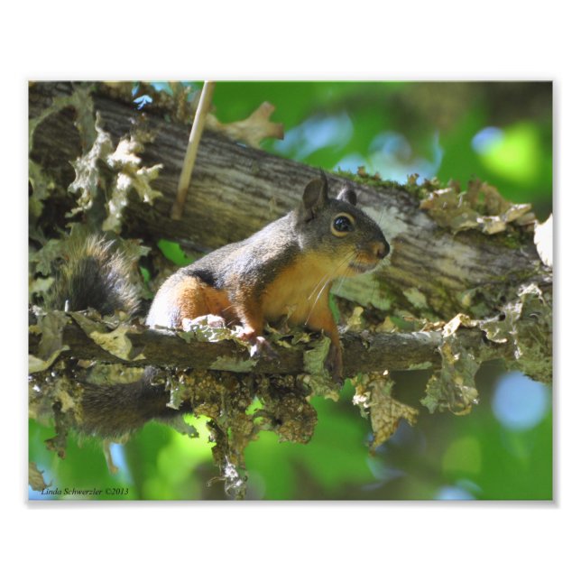 8X10 Douglas Squirrel sitta i en Maple träd Fototryck (Framsidan)
