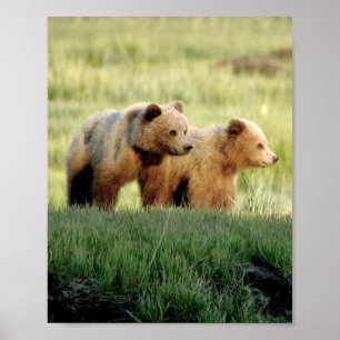 8x10 Poster Papper (projektionsyta) av grizzly bjö