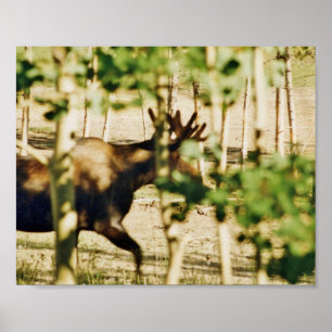 8x10 Poster Papper (projektionsyta) av möss