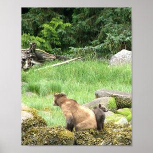 8x10 Poster Papprare (projektionsyta) av grizzly b