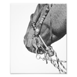 8x10 Print - Colt in the Two-Rein Fototryck