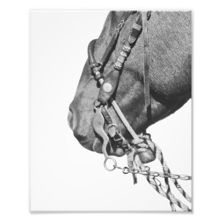 8x10 Print - Colt in the Two-Rein Fototryck