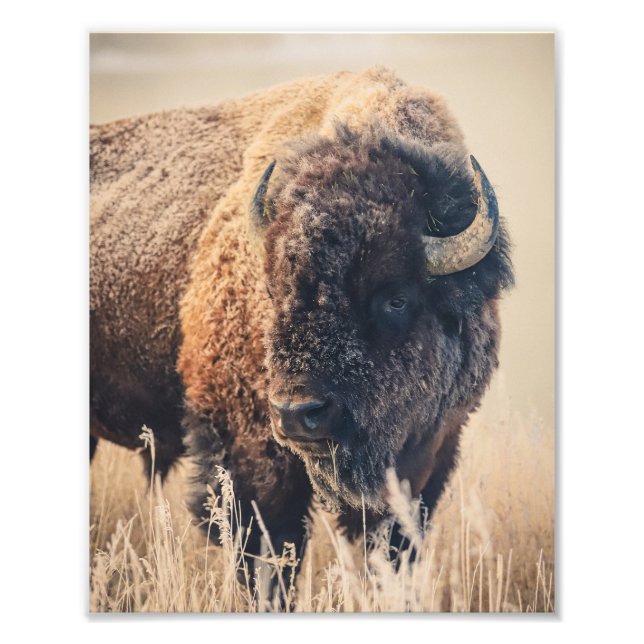 8x10 Print - Frosty Morning Fototryck (Framsidan)