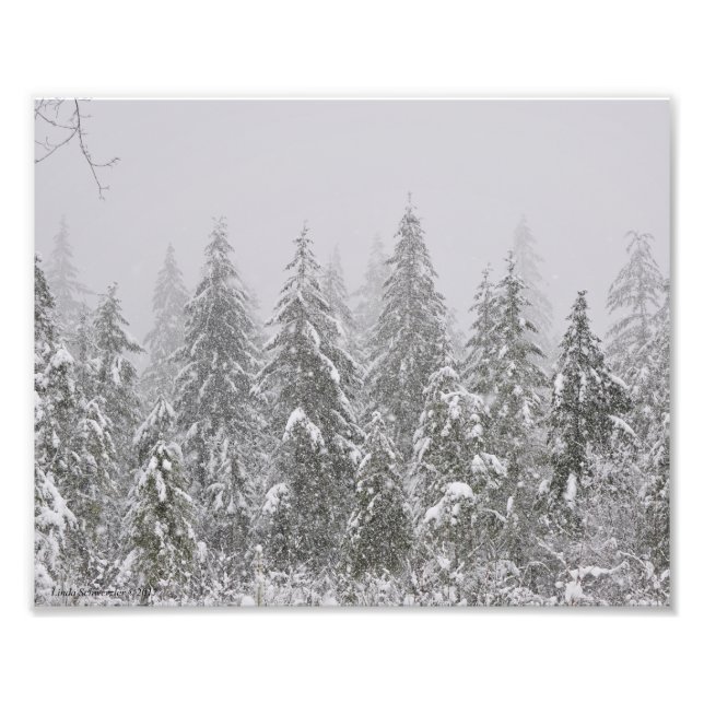 8X10 Snö Falling på Fir Träd Fototryck (Framsidan)