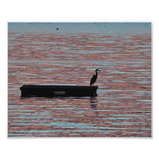 8X10 Underbar Blue Heron Silouhette Fototryck (Framsidan)